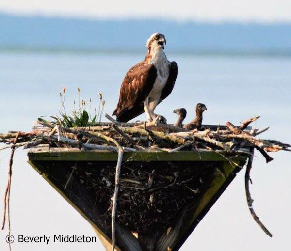 Two-chick osprey nest along the Blackwater NWR Wildlife Drive